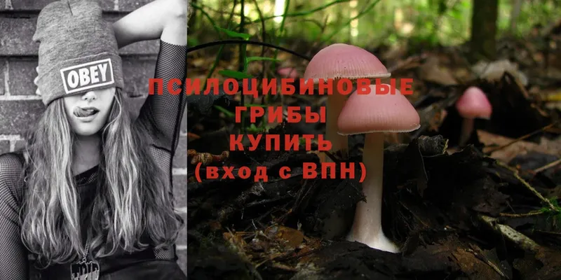 shop как зайти  где купить   Гаврилов-Ям  Галлюциногенные грибы Psilocybine cubensis 